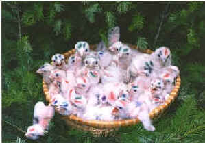 Small_Chicks.jpg