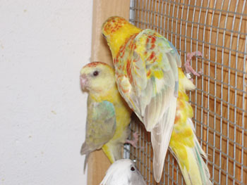Couple Opaline pastel.jpg