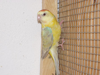 Femelle Croupion Opaline pastel.jpg