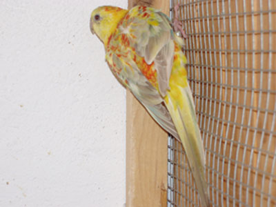 MÃ¢le croupion Opaline pastel.jpg