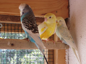 Couple anglaises + MÃ¢le croupion lutino.jpg