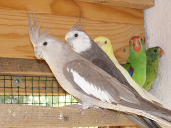 Couple Calo Fb x Cinnamon FB.jpg