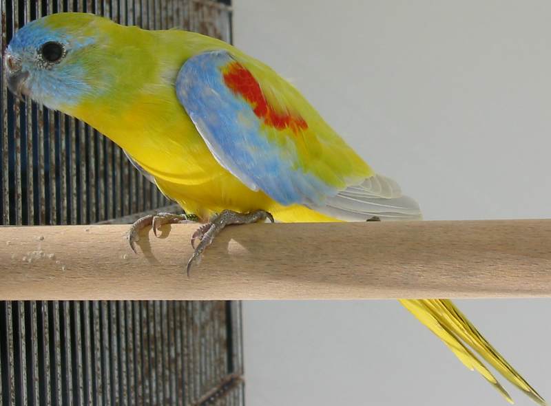 turquoim1.jpg