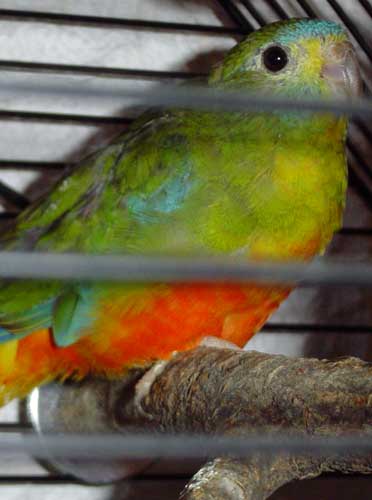 Turquoisine 4.jpg