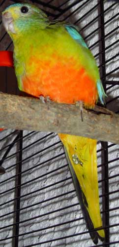 Turquoisine 6.jpg