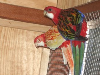 couple d'omnicolore.JPG