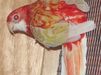 gros plan sur la femelle rubino.JPG