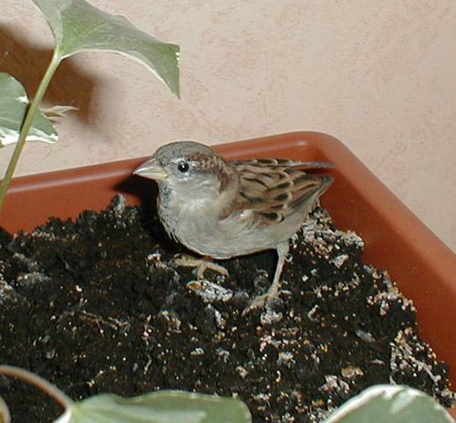 POUILLETTE_PLANTE_01.JPG