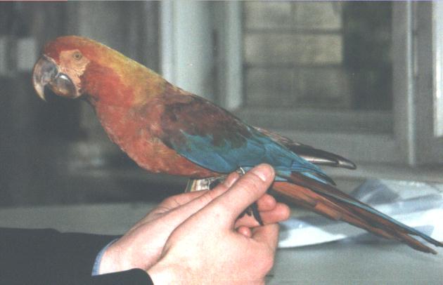 Tricolor.jpg