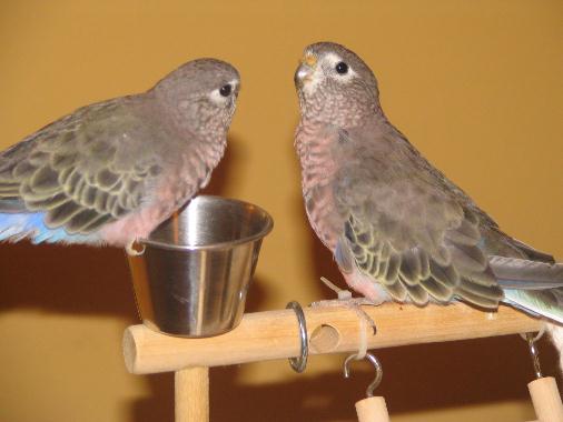 oiseaux 001web.jpg