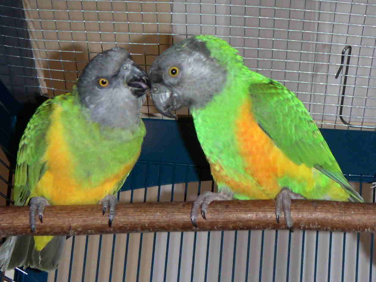 je te nettoie le bec!.JPG