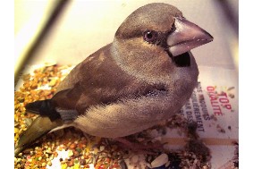 oiseau gros bec.jpg