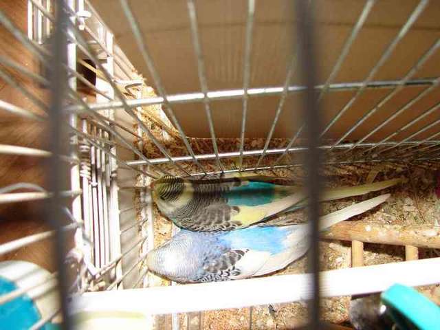 Photo oiseaux 059.jpg
