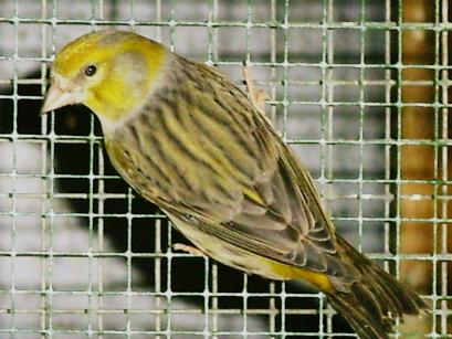 oiseaux.jpg