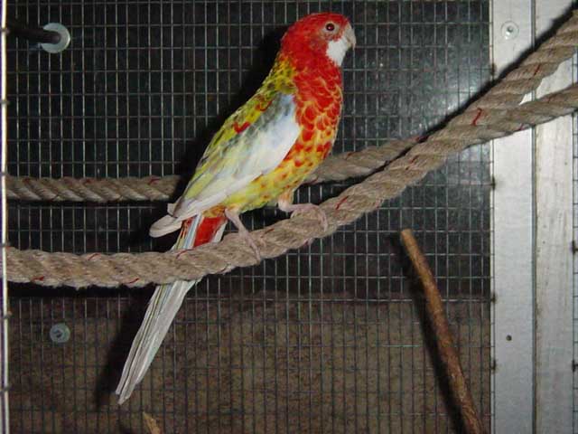 Omnis Opaline Cinnamon 2005-12-07.jpg
