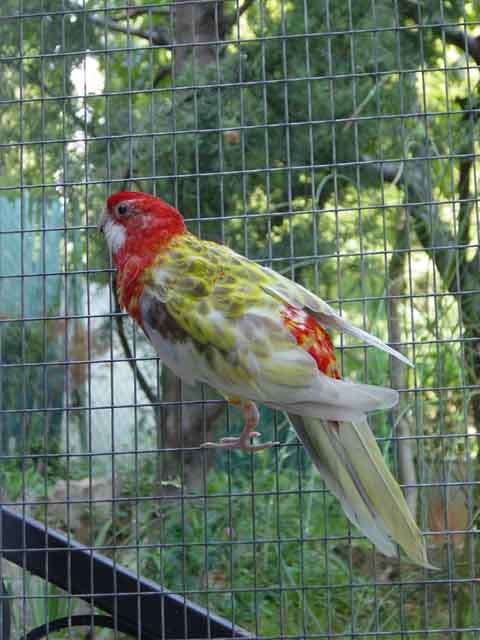 Omnis Opaline Cinnamon 2005-09-25 001.jpg