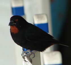 rouge gorge 4.jpg