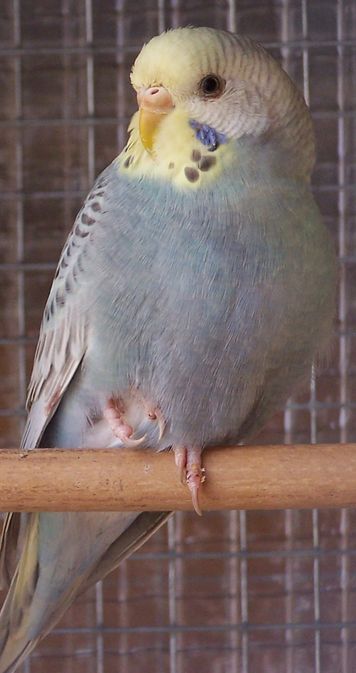 gris.jpg