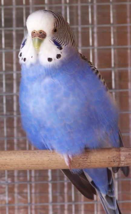 bleu.jpg