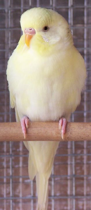 jaune.jpg