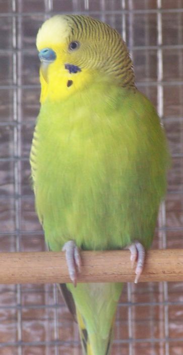 jaune vert.jpg