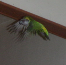 gus.JPG