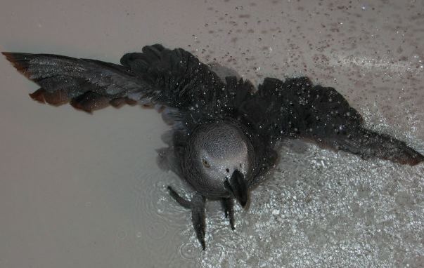 douche janv un.jpg