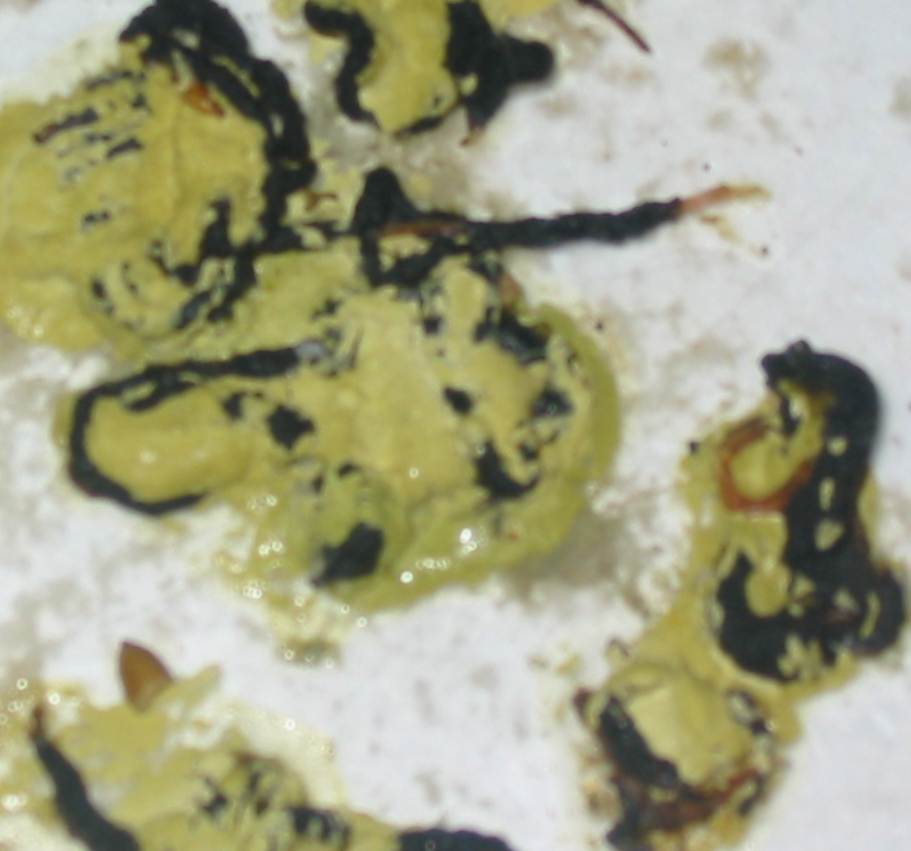 syngamus3.jpg