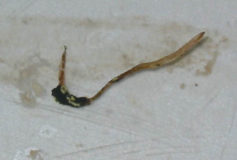 syngamus5.jpg