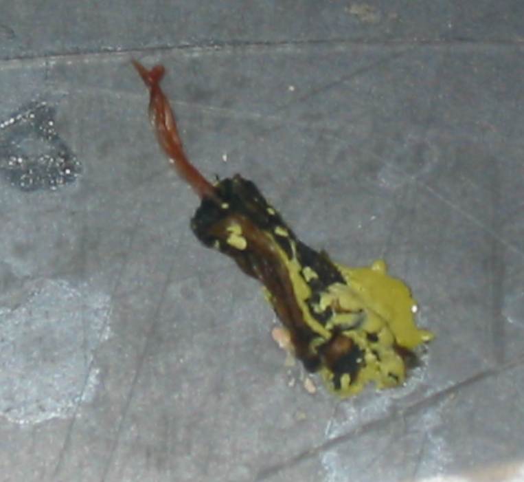 syngamus4.jpg