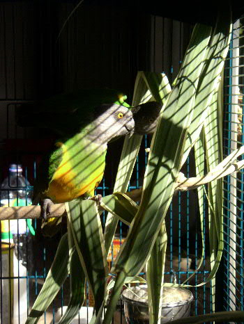 solarium.JPG