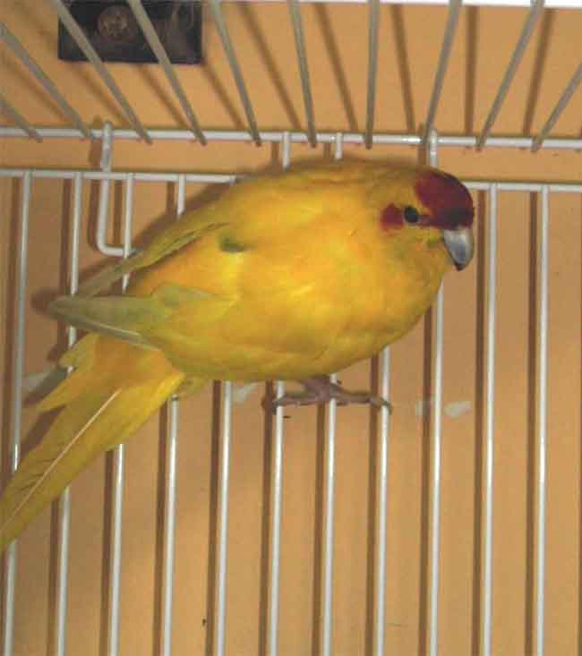 Tchep002.jpg