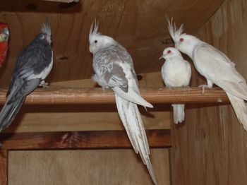 Trio calopsittes.JPG