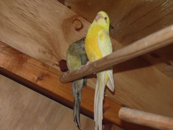 mÃ¢le croupion lutino.JPG