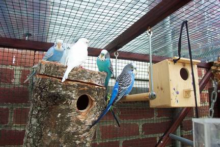 Resize of oiseaux 01-07-20020007.jpg
