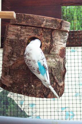 Resize of Oiseaux 14-06-20020039.jpg