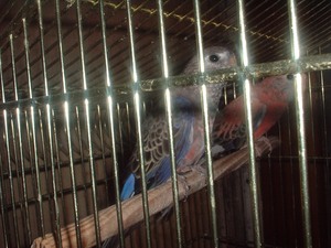 DSCF0006.JPG