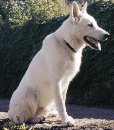 murphy berger blanc suisse.jpg