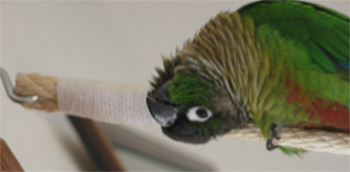 cord-k.jpg