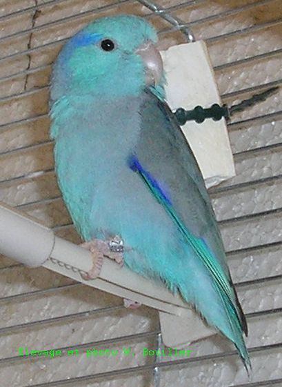 Forpus Bleu Avril 2006.jpg