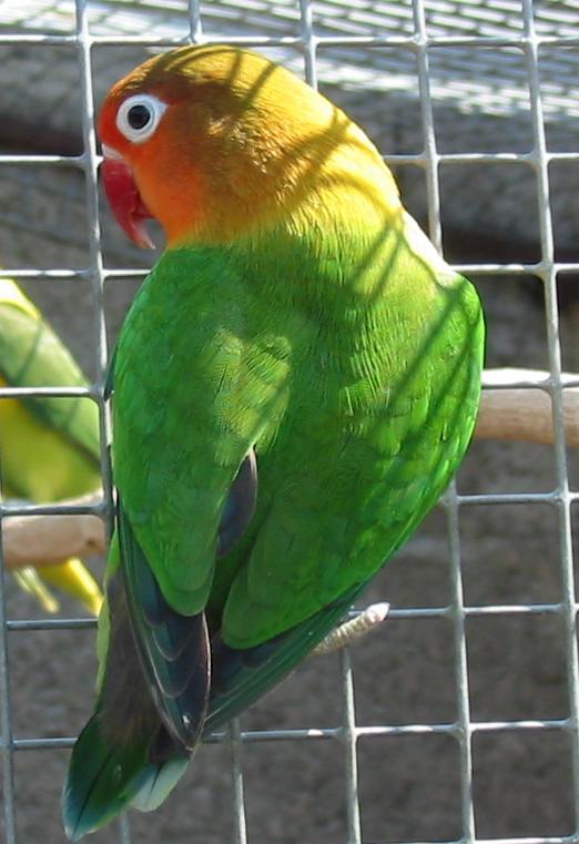 agas2.jpg
