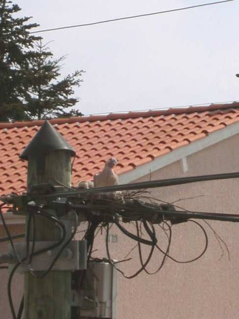 Touterellesnet.jpg