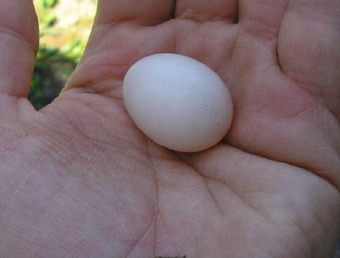 le z'oeuf.jpg