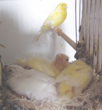 bebes4.jpg