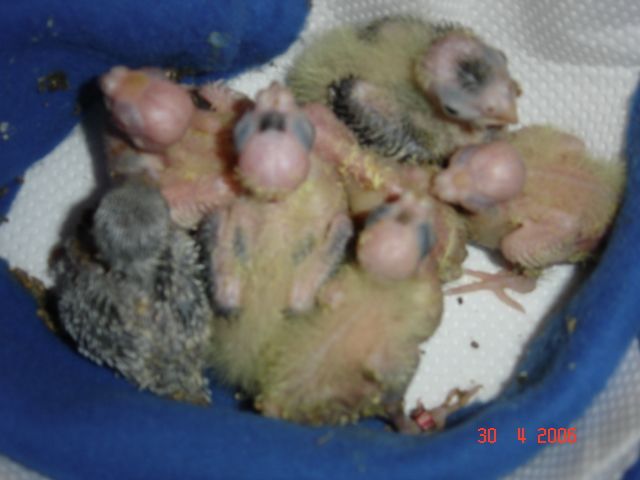 bebes calos 004.jpg
