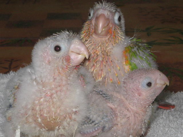 ananas.jpg