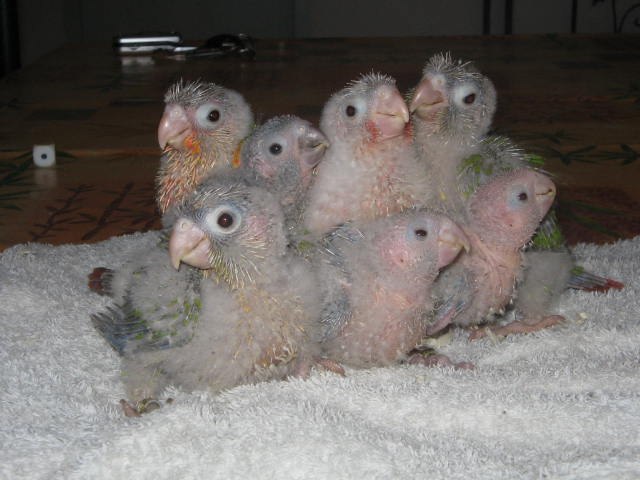 oiseau en Ã©levage.jpg