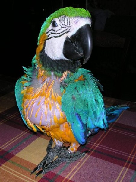 pepone 029.jpg