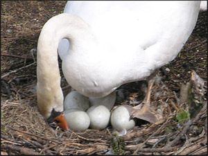 cygne.jpg