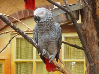 gris jurques.jpg